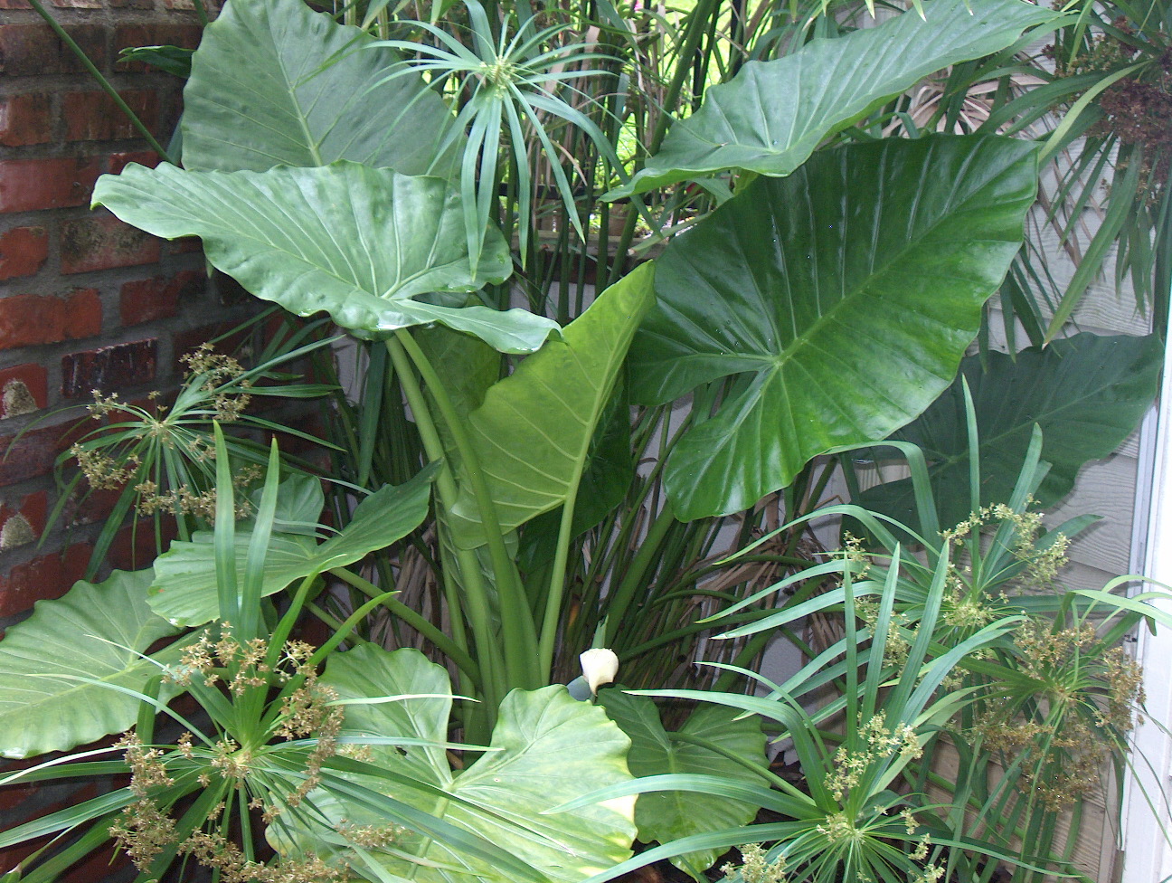 Online Plant Guide - Alocasia macrorrhiza / Elephant Ear